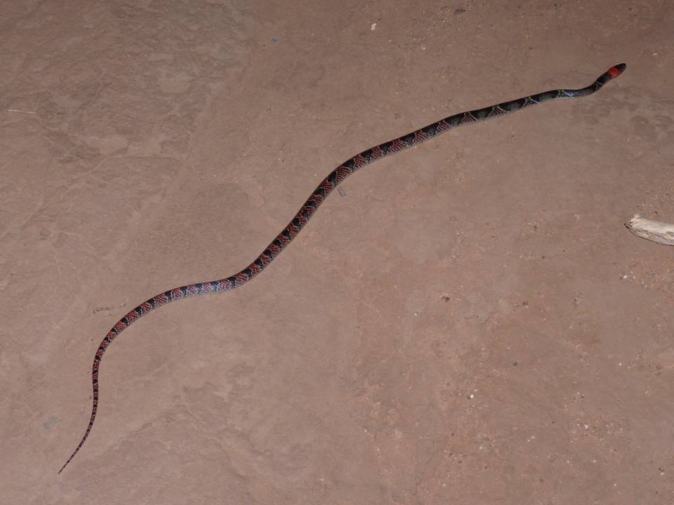 DIAMONDBACK FLAME SNAKE Oxyrhopus rhombifer FAUNA PARAGUAY